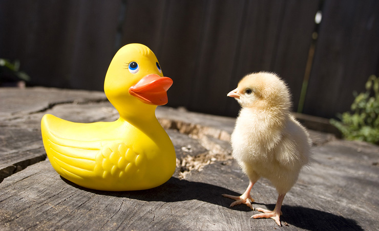 Authenticity - Chick and Rubber Duck